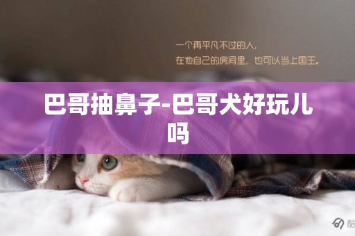 巴哥抽鼻子-巴哥犬好玩兒嗎