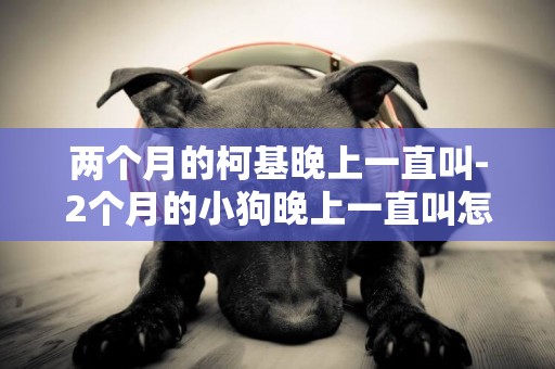 兩個月的柯基晚上一直叫-2個月的小狗晚上一直叫怎么辦