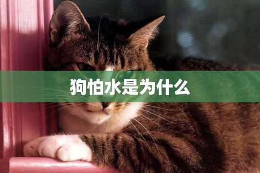 狗怕水是為什么
