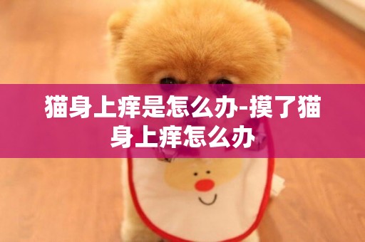 貓身上癢是怎么辦-摸了貓身上癢怎么辦