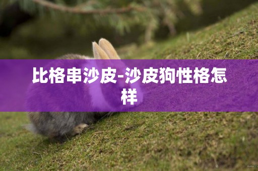比格串沙皮-沙皮狗性格怎樣