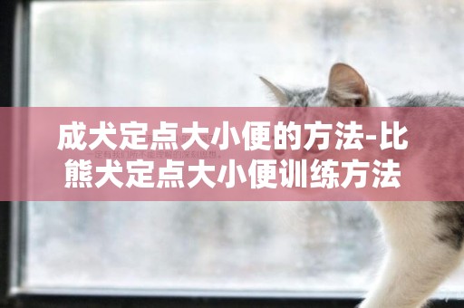 成犬定點大小便的方法-比熊犬定點大小便訓練方法
