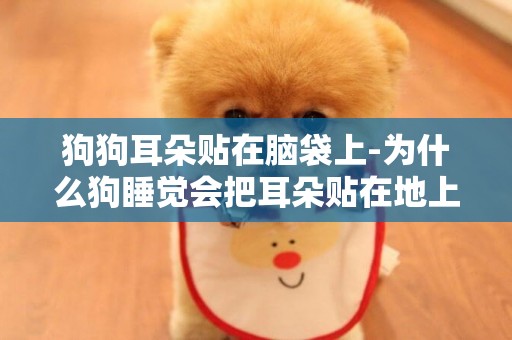 狗狗耳朵貼在腦袋上-為什么狗睡覺會把耳朵貼在地上