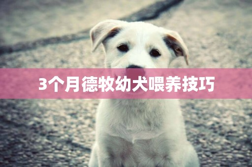 3個月德牧幼犬喂養技巧