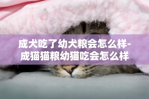 成犬吃了幼犬糧會怎么樣-成貓貓糧幼貓吃會怎么樣