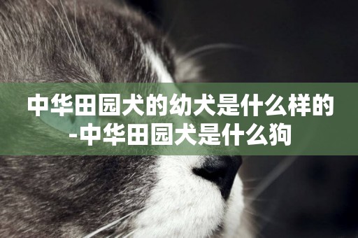 中華田園犬的幼犬是什么樣的-中華田園犬是什么狗