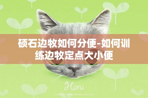 碩石邊牧如何分便-如何訓練邊牧定點大小便