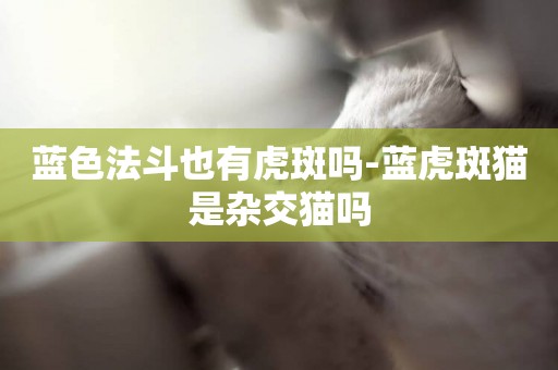 藍色法斗也有虎斑嗎-藍虎斑貓是雜交貓嗎