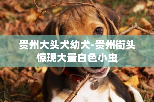 貴州大頭犬幼犬-貴州街頭驚現大量白色小蟲