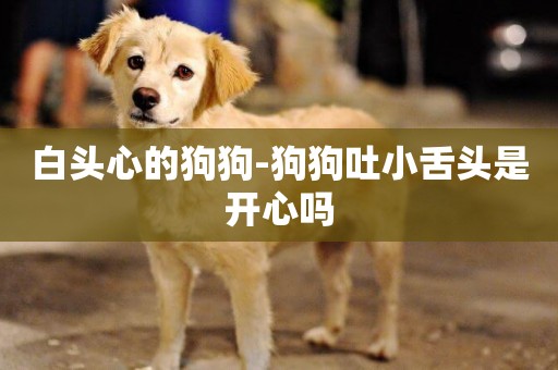 白頭心的狗狗-狗狗吐小舌頭是開心嗎