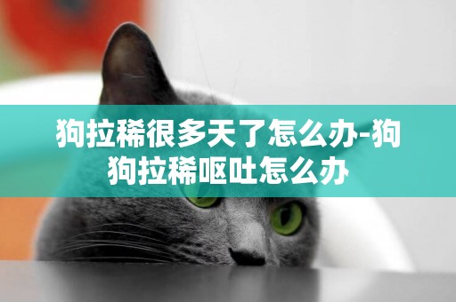 狗拉稀很多天了怎么辦-狗狗拉稀嘔吐怎么辦