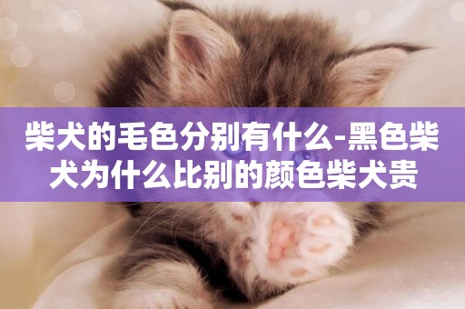 柴犬的毛色分別有什么-黑色柴犬為什么比別的顏色柴犬貴