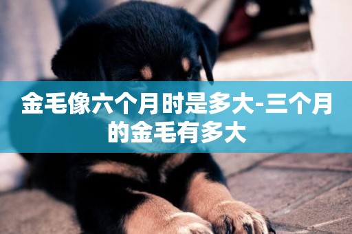 金毛像六個月時是多大-三個月的金毛有多大