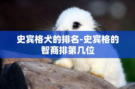 史賓格犬的排名-史賓格的智商排第幾位