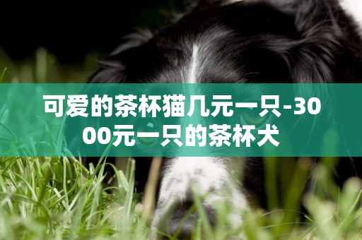 可愛的茶杯貓幾元一只-3000元一只的茶杯犬