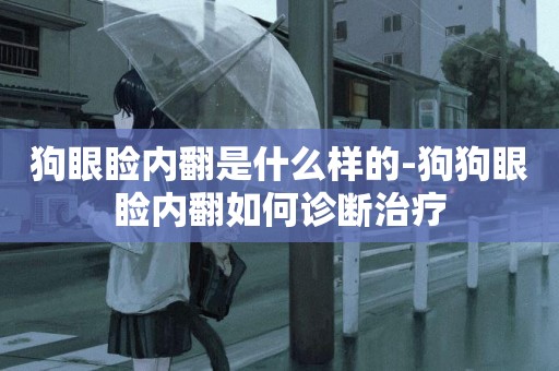 狗眼瞼內翻是什么樣的-狗狗眼瞼內翻如何診斷治療