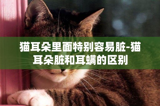 貓耳朵里面特別容易臟-貓耳朵臟和耳螨的區別