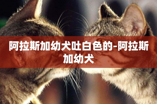阿拉斯加幼犬吐白色的-阿拉斯加幼犬