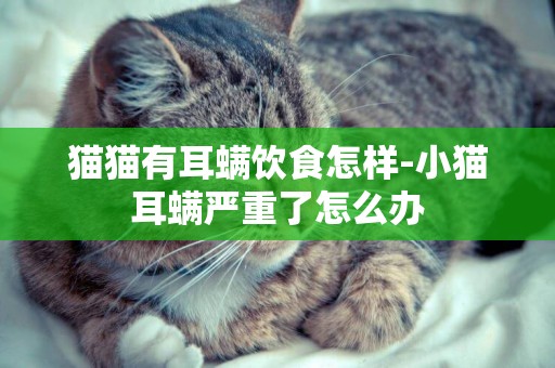 貓貓有耳螨飲食怎樣-小貓耳螨嚴重了怎么辦