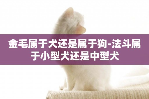 金毛屬于犬還是屬于狗-法斗屬于小型犬還是中型犬