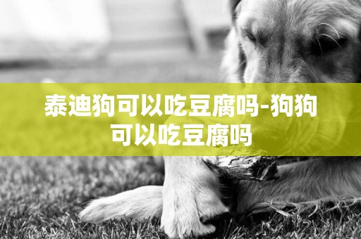 泰迪狗可以吃豆腐嗎-狗狗可以吃豆腐嗎