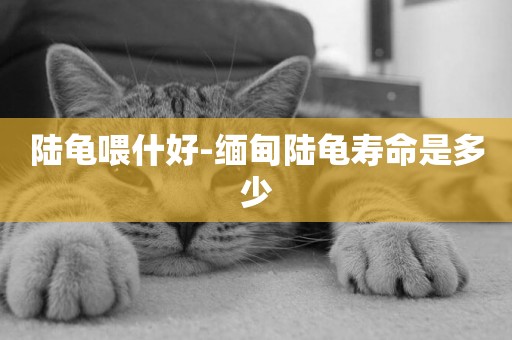 陸龜喂什好-緬甸陸龜壽命是多少