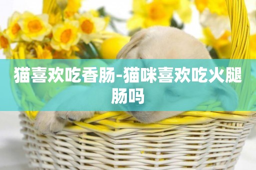 貓喜歡吃香腸-貓咪喜歡吃火腿腸嗎