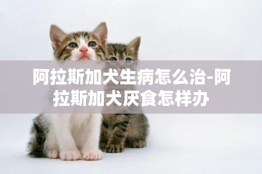 阿拉斯加犬生病怎么治-阿拉斯加犬厭食怎樣辦