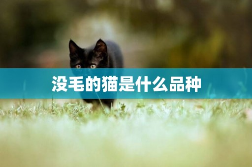 沒毛的貓是什么品種