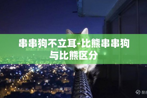 串串狗不立耳-比熊串串狗與比熊區分