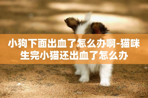 小狗下面出血了怎么辦啊-貓咪生完小貓還出血了怎么辦