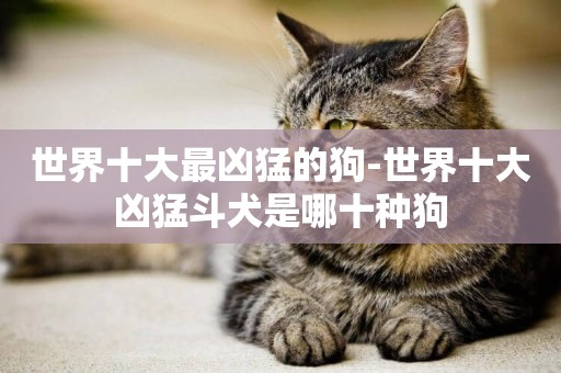 世界十大最兇猛的狗-世界十大兇猛斗犬是哪十種狗