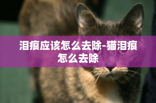 淚痕應該怎么去除-貓淚痕怎么去除