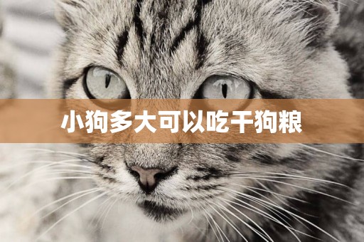 小狗多大可以吃干狗糧