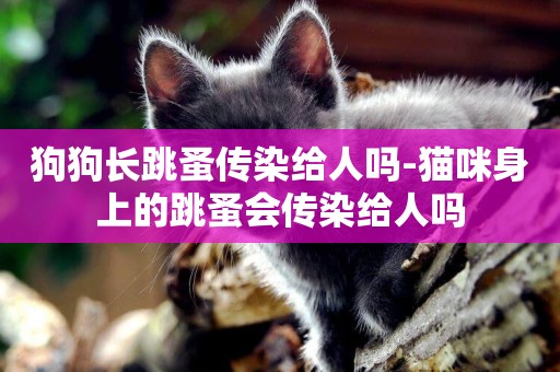 狗狗長跳蚤傳染給人嗎-貓咪身上的跳蚤會傳染給人嗎