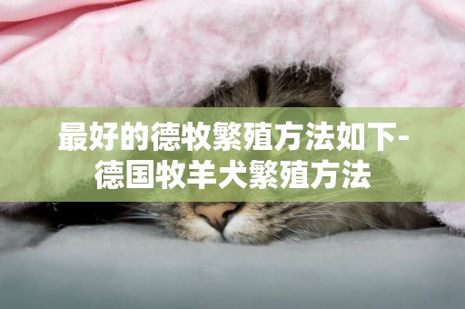 最好的德牧繁殖方法如下-德國牧羊犬繁殖方法
