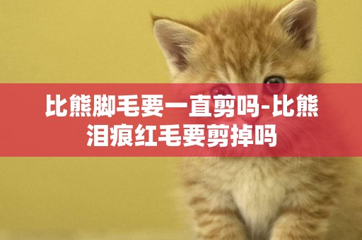 比熊腳毛要一直剪嗎-比熊淚痕紅毛要剪掉嗎