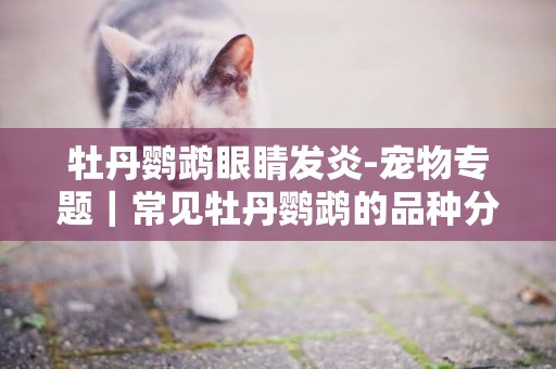 牡丹鸚鵡眼睛發炎-寵物專題｜常見牡丹鸚鵡的品種分類