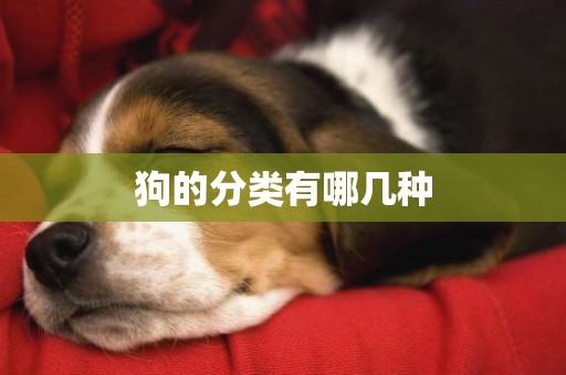 狗的分類有哪幾種