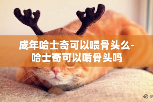 成年哈士奇可以喂骨頭么-哈士奇可以啃骨頭嗎