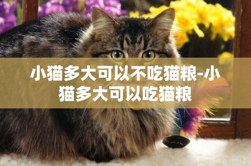 小貓多大可以不吃貓糧-小貓多大可以吃貓糧
