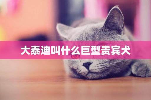 大泰迪叫什么巨型貴賓犬