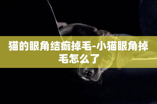 貓的眼角結痂掉毛-小貓眼角掉毛怎么了