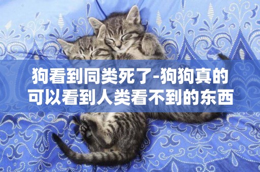 狗看到同類死了-狗狗真的可以看到人類看不到的東西嗎