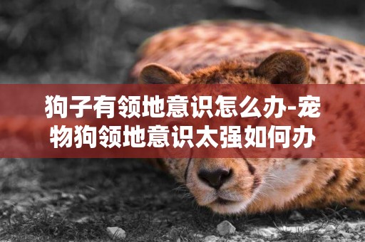 狗子有領地意識怎么辦-寵物狗領地意識太強如何辦