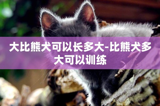 大比熊犬可以長多大-比熊犬多大可以訓練