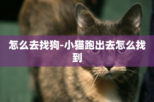 怎么去找狗-小貓跑出去怎么找到