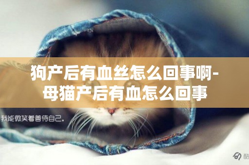 狗產后有血絲怎么回事啊-母貓產后有血怎么回事