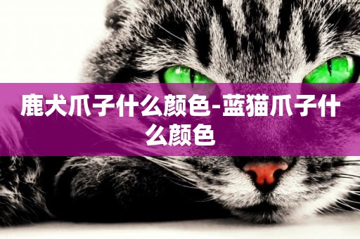 鹿犬爪子什么顏色-藍貓爪子什么顏色