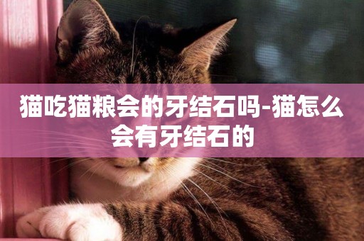 貓吃貓糧會的牙結石嗎-貓怎么會有牙結石的